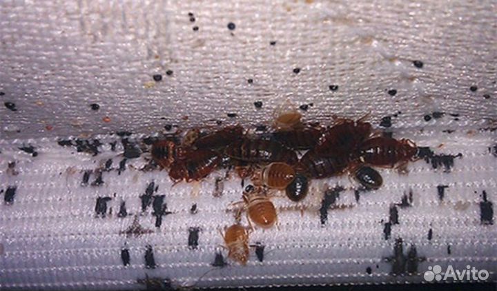 Сэс Бийск выведение запахов плесени тараканов клоп