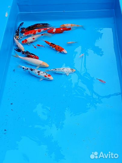 Карп кои, кометы