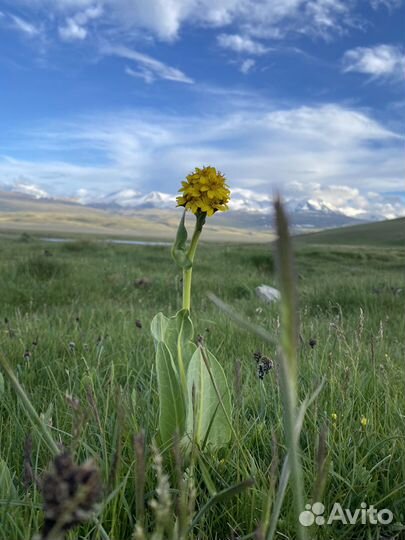 Экскурсии плато Укок