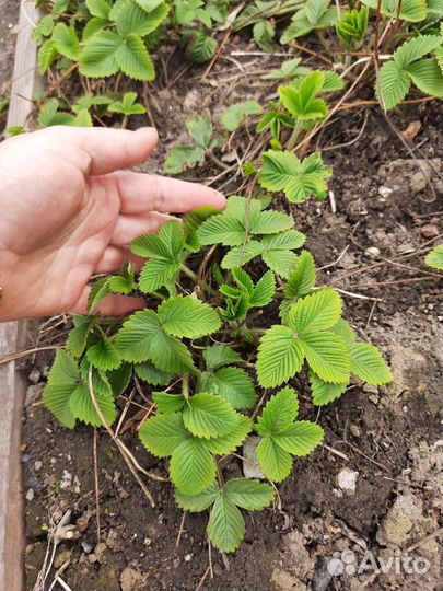 Клубника и земляника