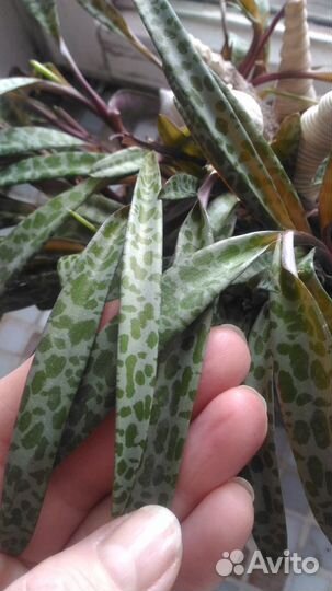 Цветы Ледебурия.Полюбуйтесь красотой листьев