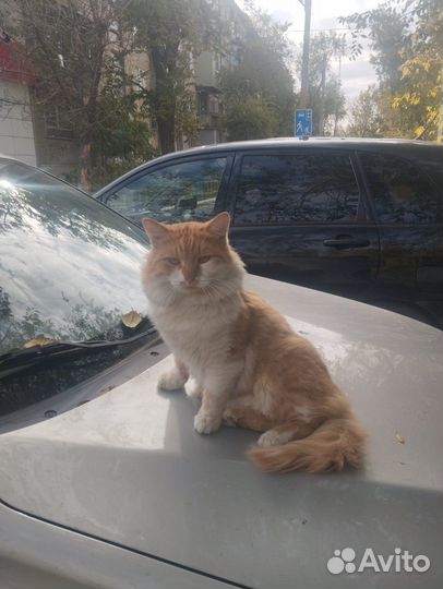 Рыжий увалень ищет дом