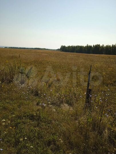 Участок 1,25 га (СНТ, ДНП)