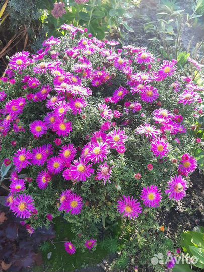 Астра многолетняя