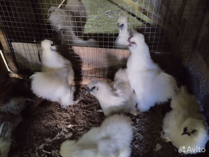 Китайские шёлковые Петушки