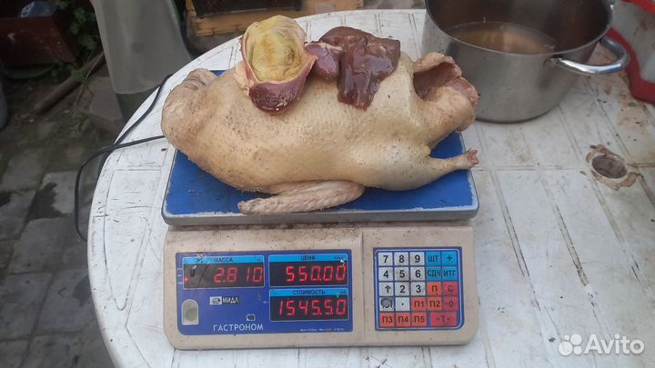 Утка домашняя мясо