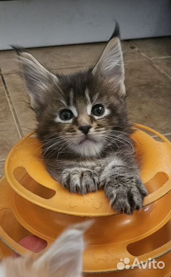Мейн-кун котята