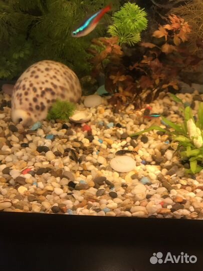 Рыба сомики