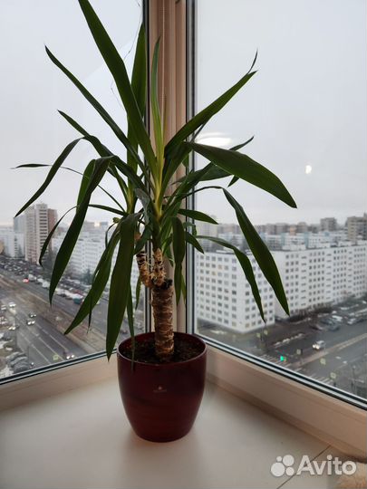 Юкка 90 см с горшком