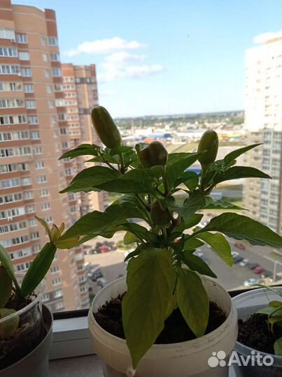 Продам цветы комнатные и комнатный перец