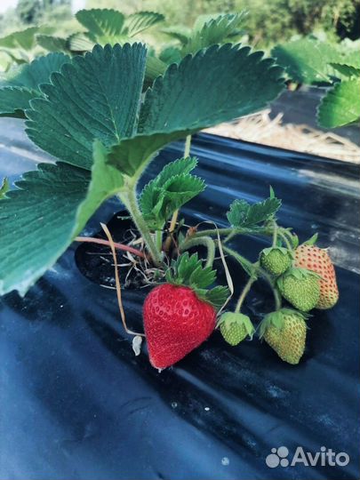 Рассада клубники Магнус
