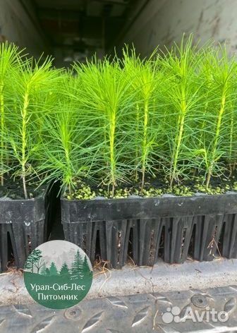 Зкс и окс Сосна Ель Лиственница сеянцы Голуб горн