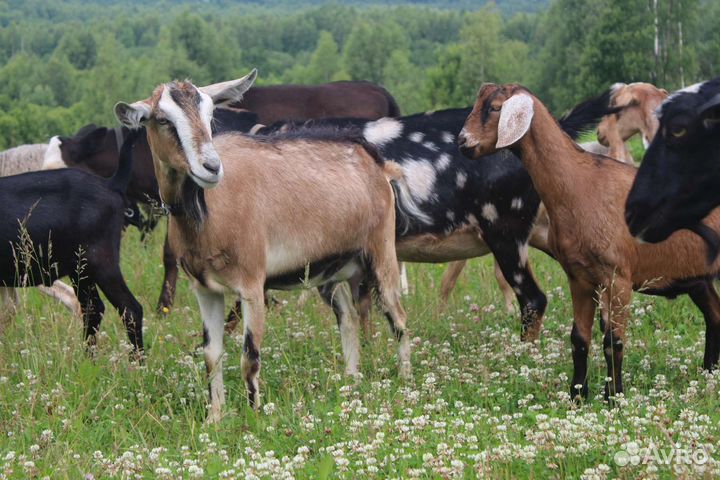 Козы дойные