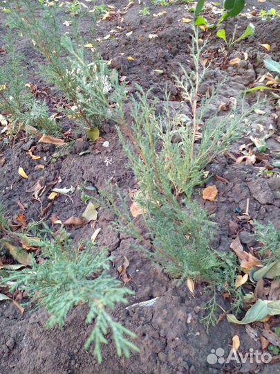 Можжевельники и пионы корни