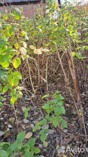 Саженцы малины