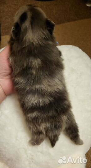 Померанский шпиц мини