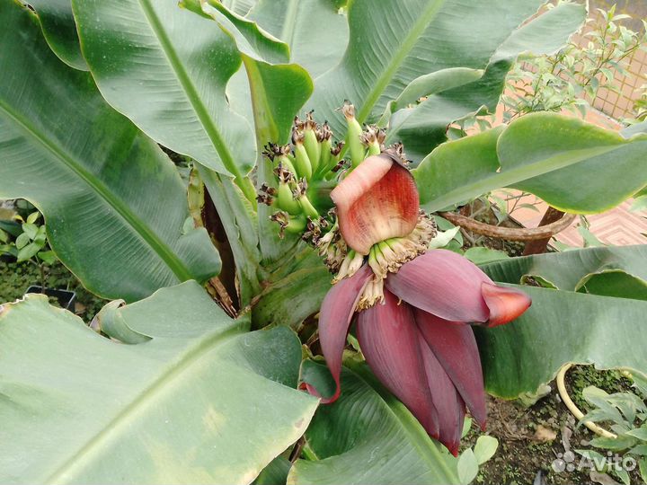 Банан комнатный плодоносящий