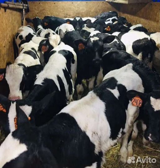 Телята бычки