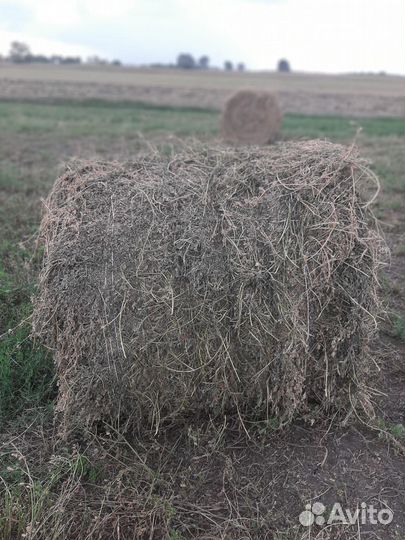 Сено люцерны в тюках