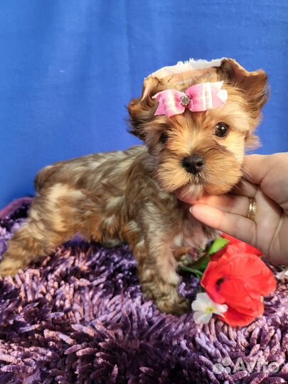 Девочка 3,5 мес золотой рыжий йорк