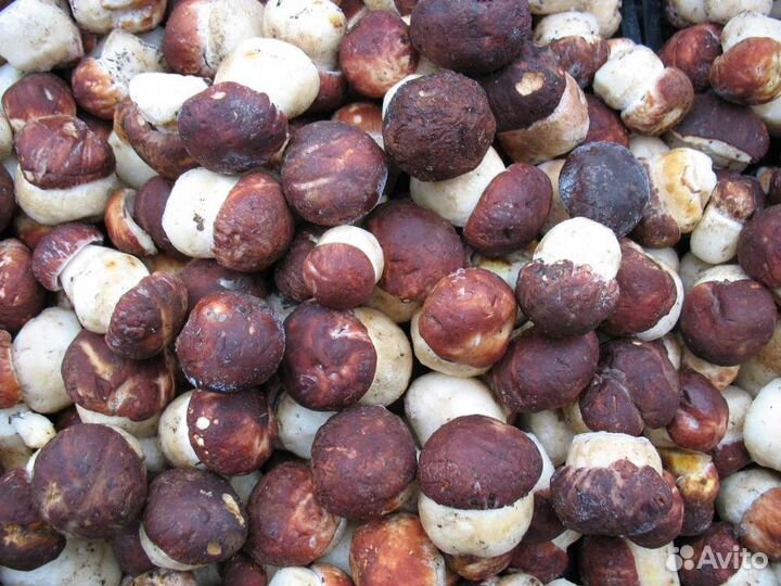 Белые грибы.Замороженные