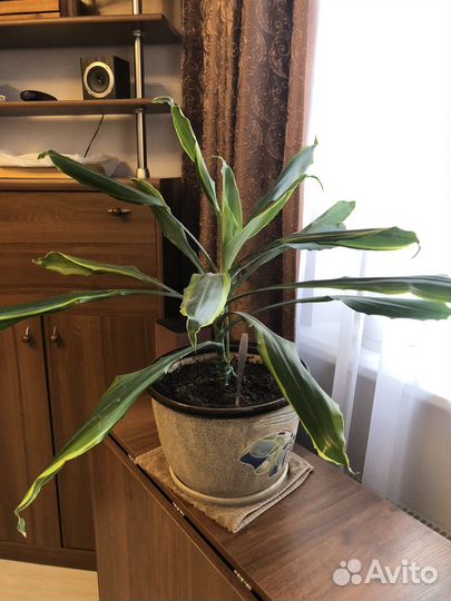 Пальма драцена