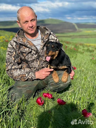 Щенки ягдтерьера