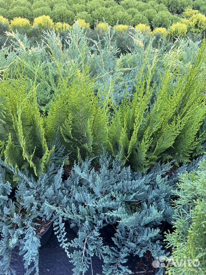 Питомник растений