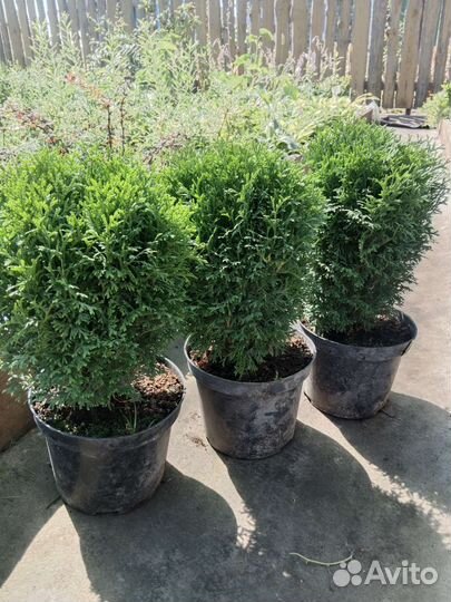 Туя шаровидная Хозери,Даника,Тайни Тим