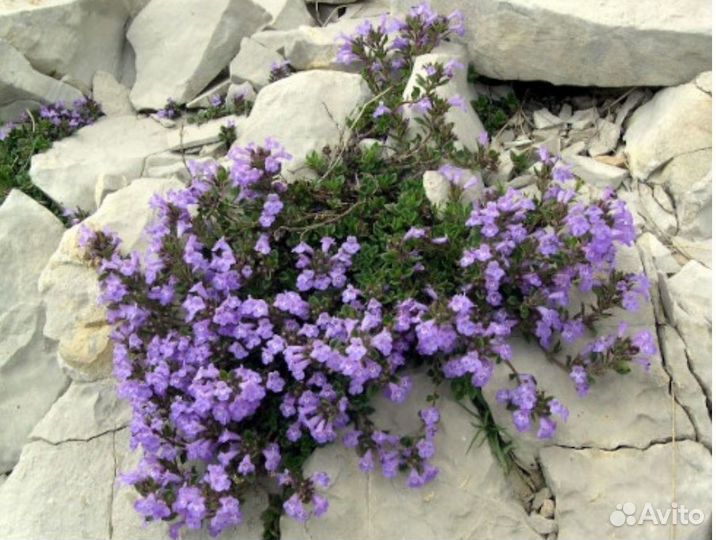 Душевка альпийская