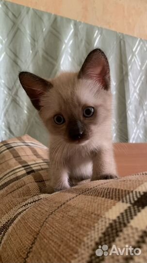 Сиамский котенок
