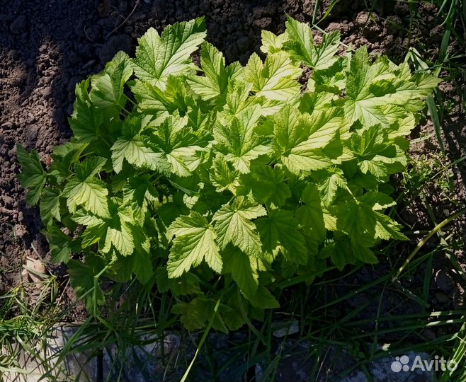 Смородина разные сорта, крупная, кусты