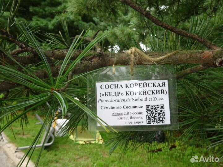 Кедр корейский (сосна кедровая корейская)
