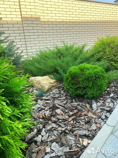 Кора сибирской лиственницы