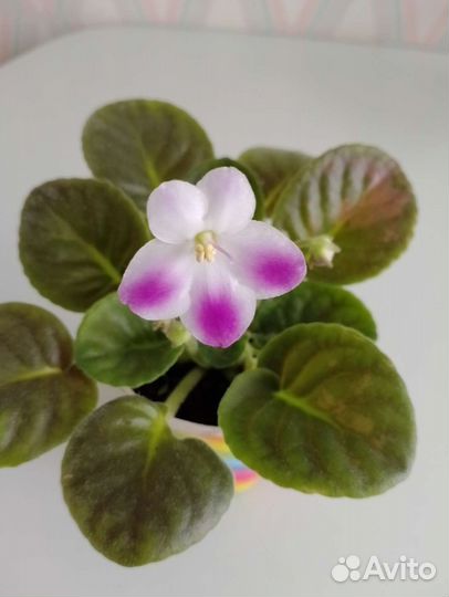 Спатифиллум,фиалки
