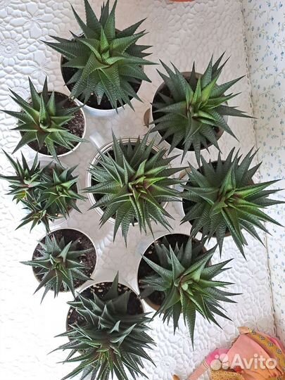 Хавортия цветы комнатные