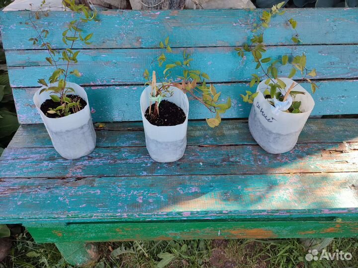 Клематис(бронь до 15 июля)