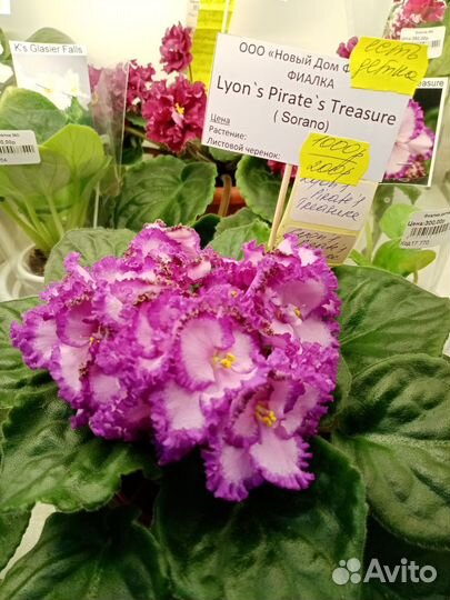 Сортовые фиалки