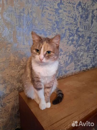 Кошечка в дар