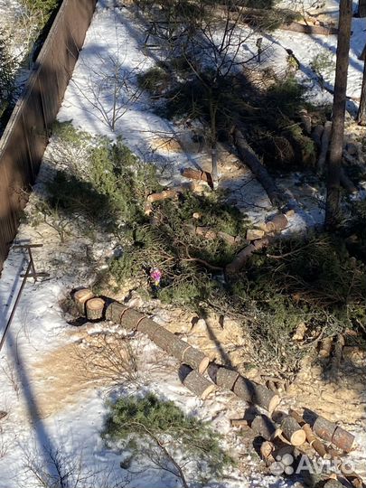 Спил валка удаление рубка обрезка деревьев