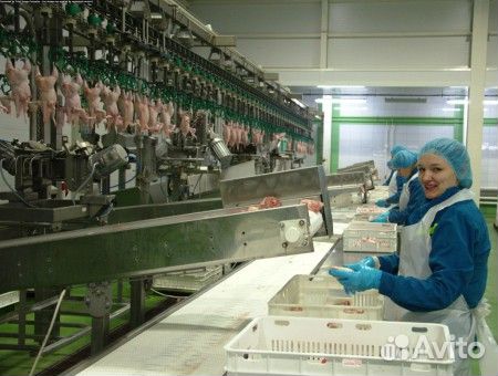 Упаковщик(ца) на птицефабрику. Без опыта