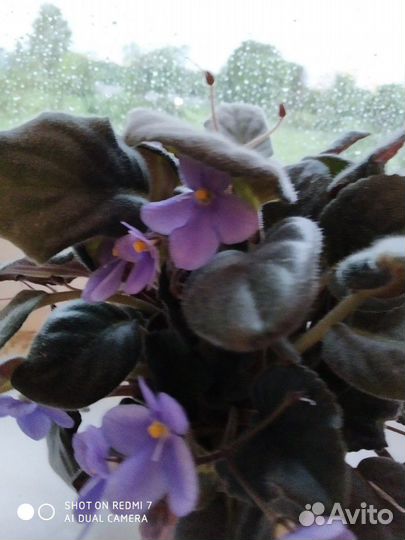 Фиалка фиолетовая сиреневая