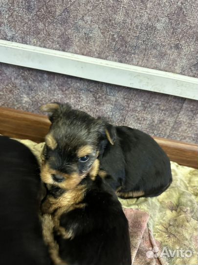 Продам щенков йорка