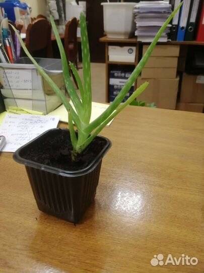 Алоэ вера. Алое. Растение для дома
