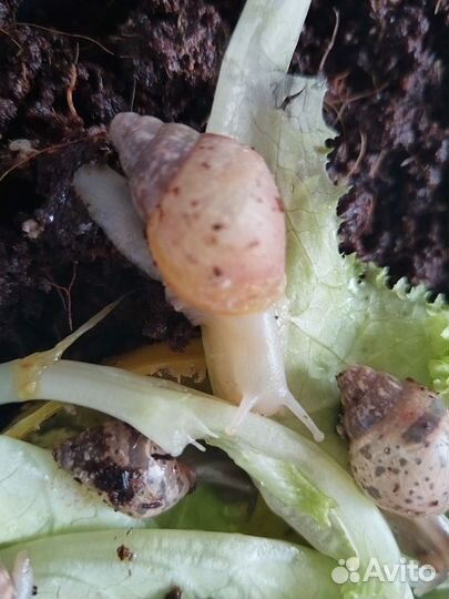 Улитки ахатины