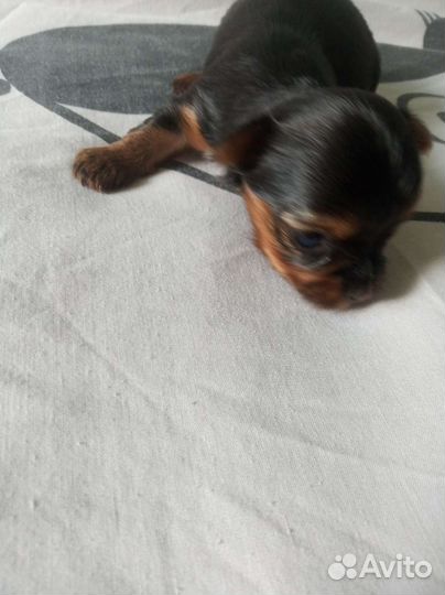 Йоршский терьер