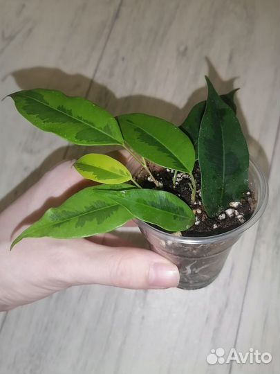 Сортовые фикусы