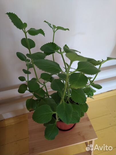 Комнатная мята