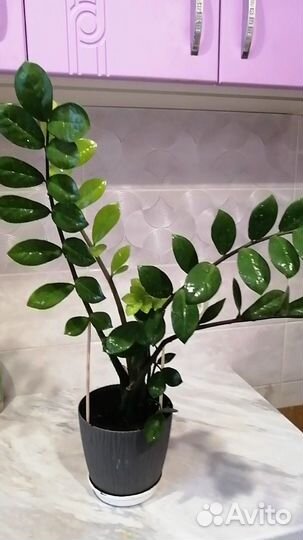 Замиокулькас