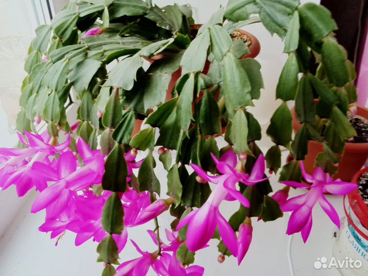 Декабрист шлюмбергера,спатифиллюм